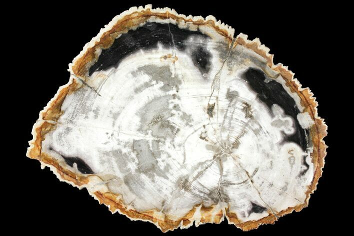 12.2" Tropical Hardwood Petrified Wood Dish - Indonesia